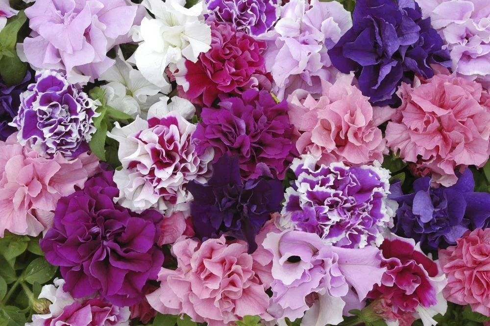 premierseedsdirect2973224