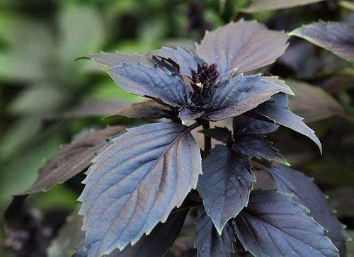 premierseedsdirect2974008