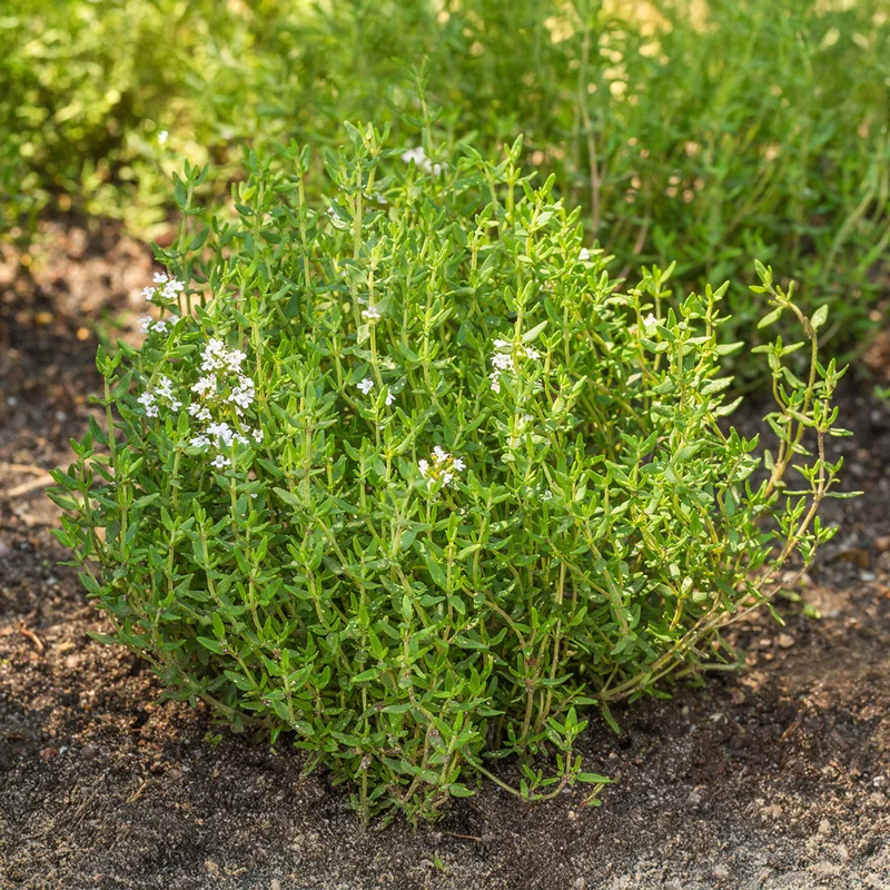 premierseedsdirect2975423