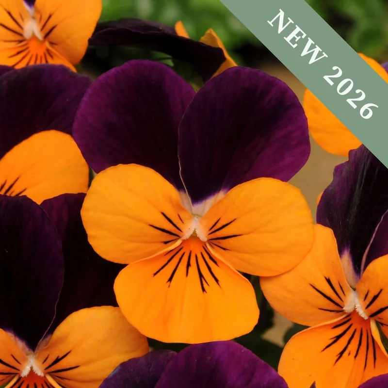 premierseedsdirect2976382