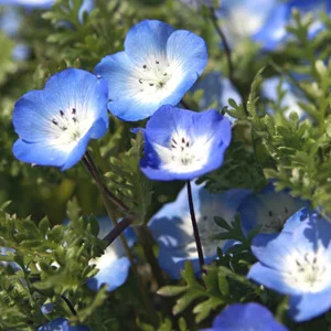 prettywildseeds2932852