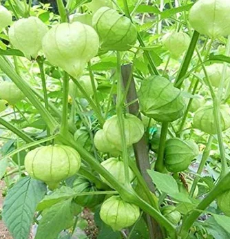 prettywildseeds2932911