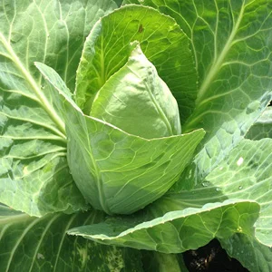 prettywildseeds2932926