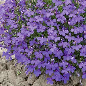 prettywildseeds2933107