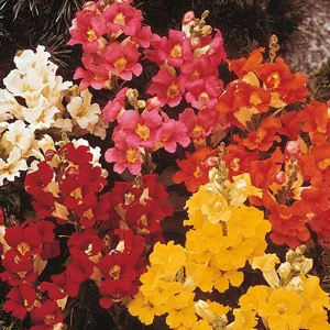 prettywildseeds2933144