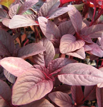 prettywildseeds2933158
