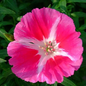 prettywildseeds2933178