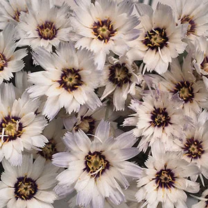 prettywildseeds2933482