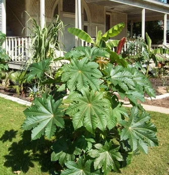 prettywildseeds2933507