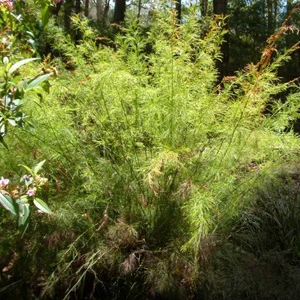 prettywildseeds2933541