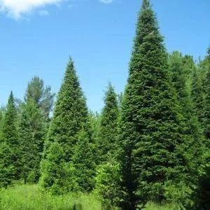 prettywildseeds2933556