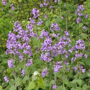 prettywildseeds2933659