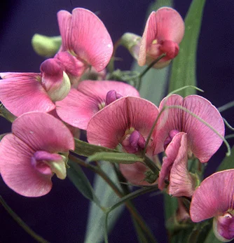 prettywildseeds2933672