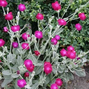 prettywildseeds2933696