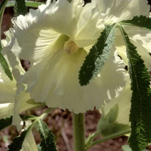 prettywildseeds2933715