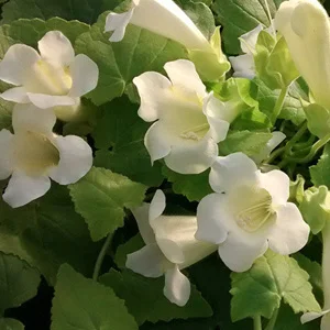 prettywildseeds2933733