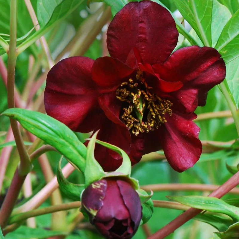 prettywildseeds2933826