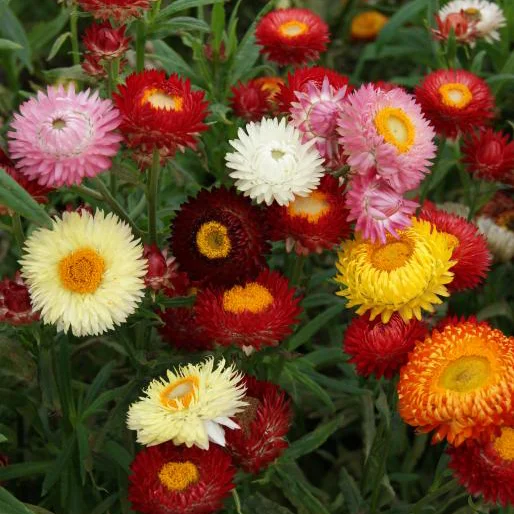 prettywildseeds2933869