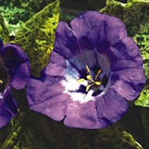 prettywildseeds2933983