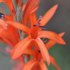 prettywildseeds2934017