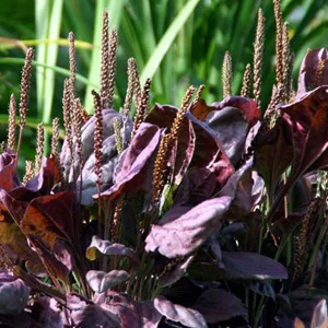 prettywildseeds2934036