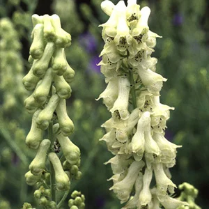 prettywildseeds2934056