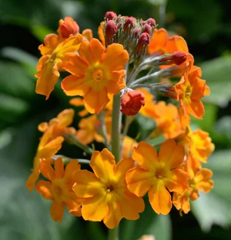 prettywildseeds2934105