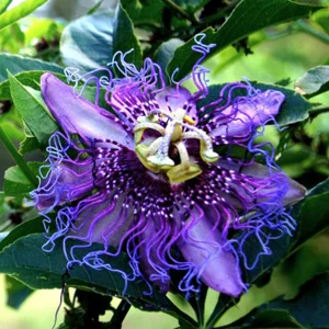 prettywildseeds2934118