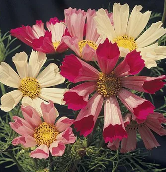 prettywildseeds2934153