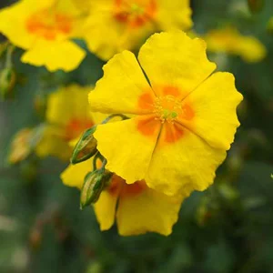 prettywildseeds2934166