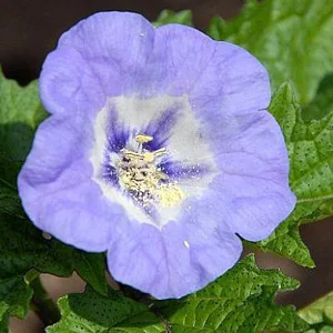 prettywildseeds2934202