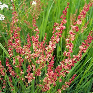 prettywildseeds2934272