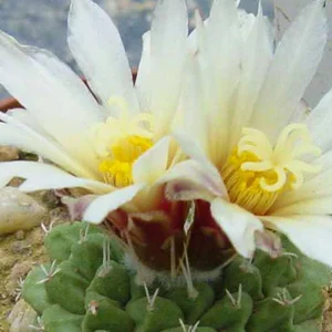prettywildseeds2934314