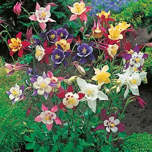 prettywildseeds2934332