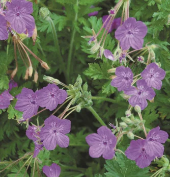 prettywildseeds2934364