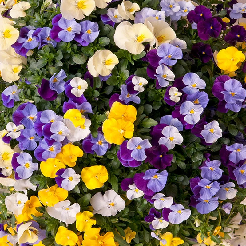 prettywildseeds2934401