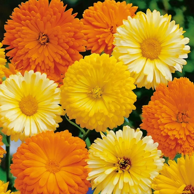 prettywildseeds2934436