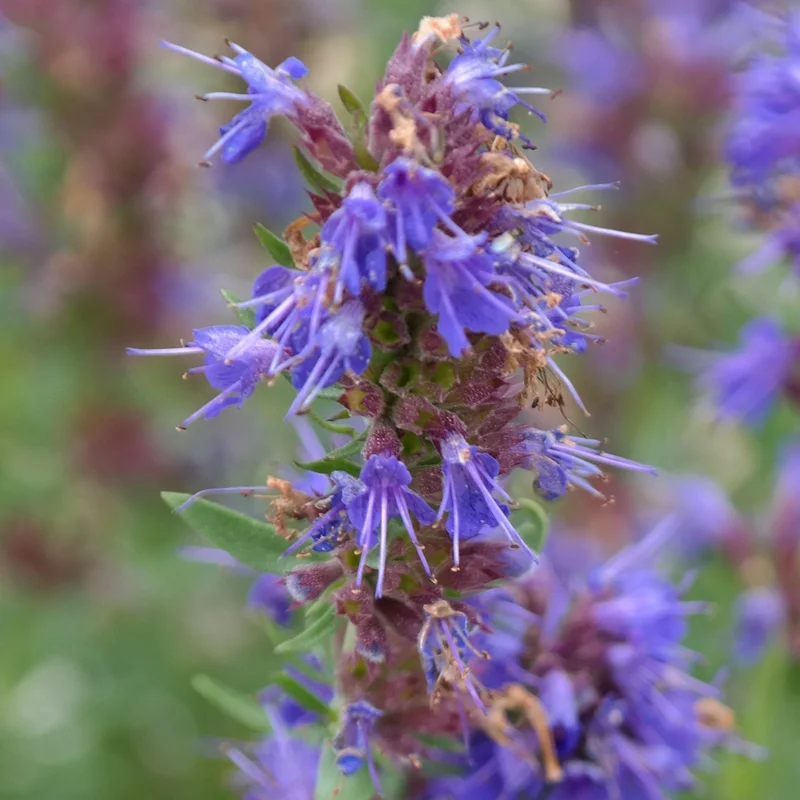 prettywildseeds2934488
