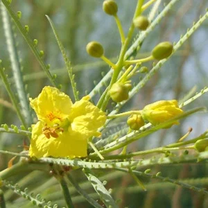 prettywildseeds2934500