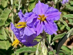 prettywildseeds2934516