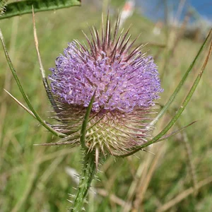 prettywildseeds2934534