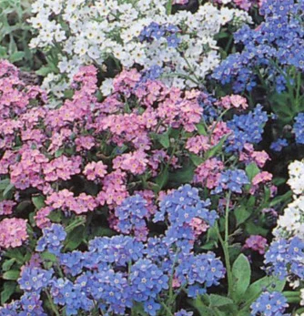 prettywildseeds2934619
