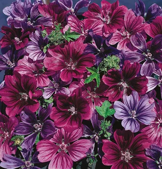 prettywildseeds2934660