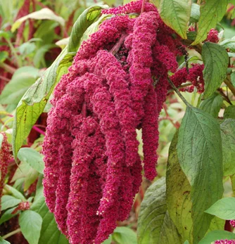 prettywildseeds2934674
