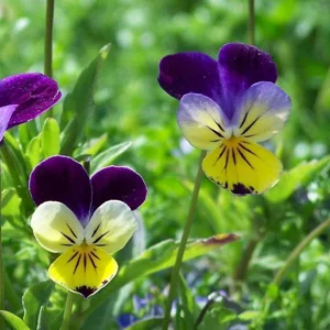 prettywildseeds2934712