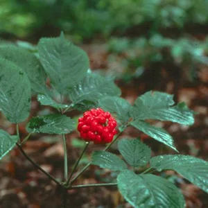 prettywildseeds2934760