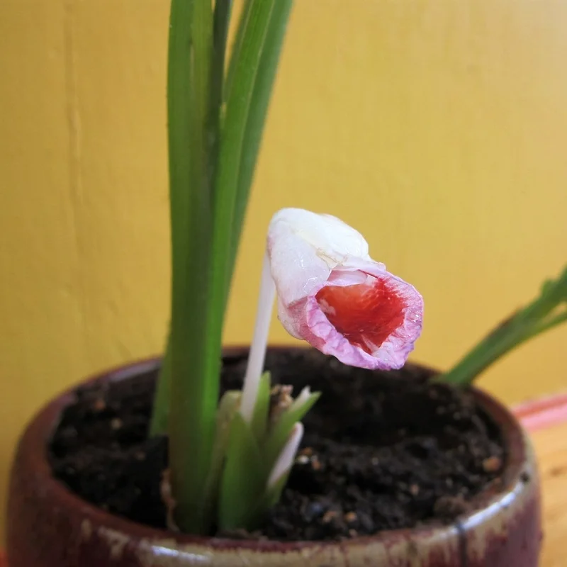 prettywildseeds2934781