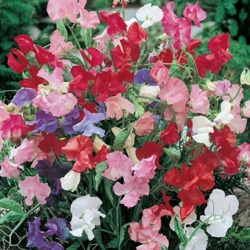 prettywildseeds2934892