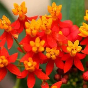 prettywildseeds2934956
