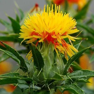 prettywildseeds2935013